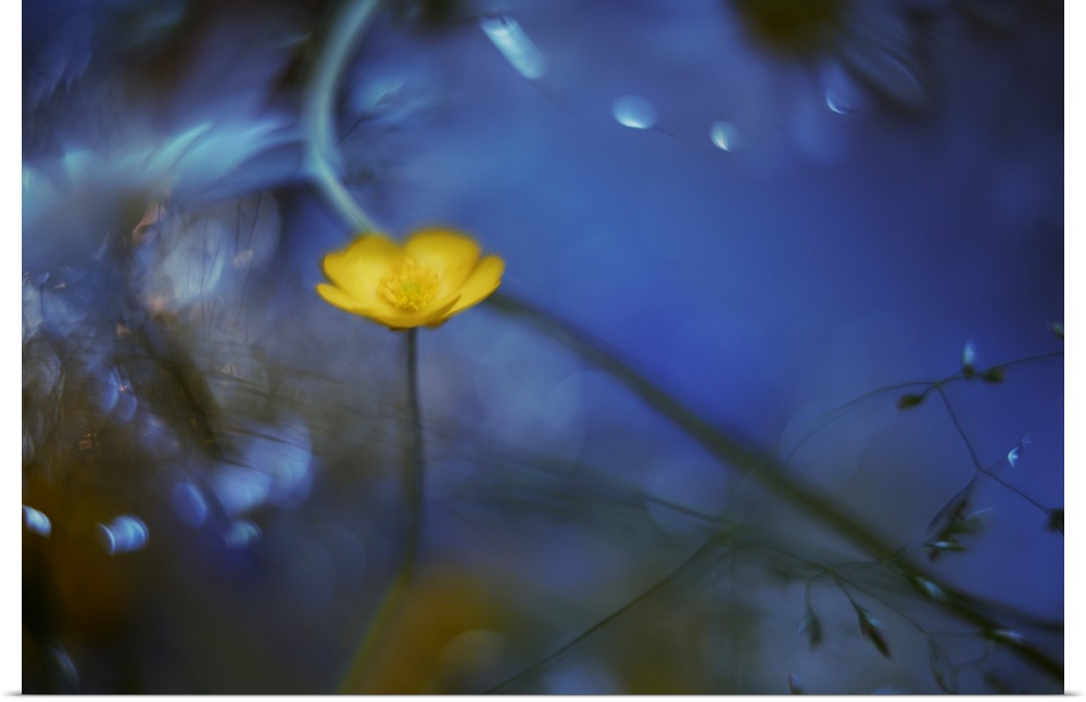 A bright yellow flower standing out against a blue background.
