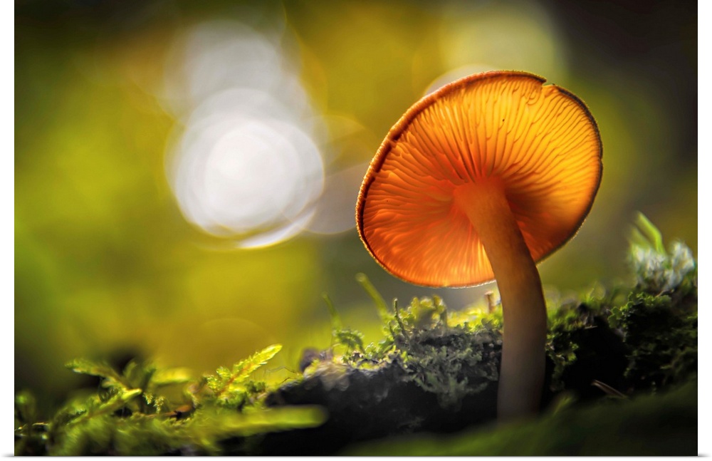 Fine art photo of the underside of a mushroom growing in a forest with bokeh in the background.