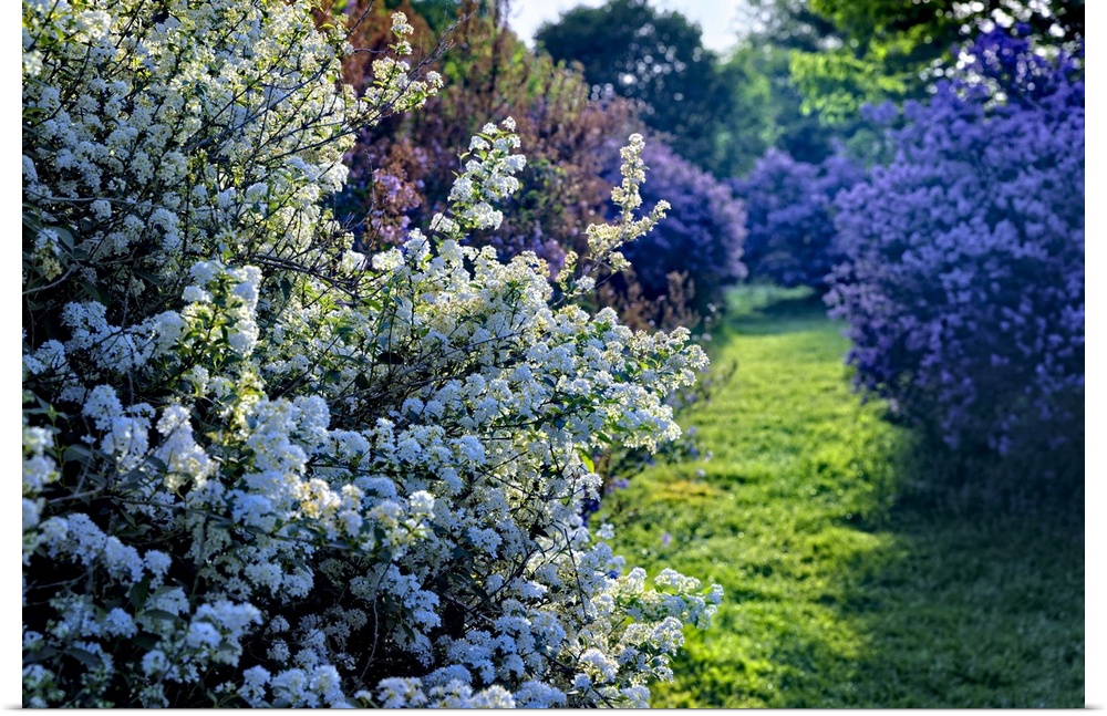 Blooming Spirea and Lilac Shrubs in a Garden, Somerset County , New Jersy, USA