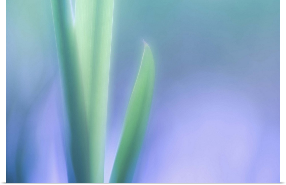 Part of series of nature closeups, pastel green leaves of a lily plant.