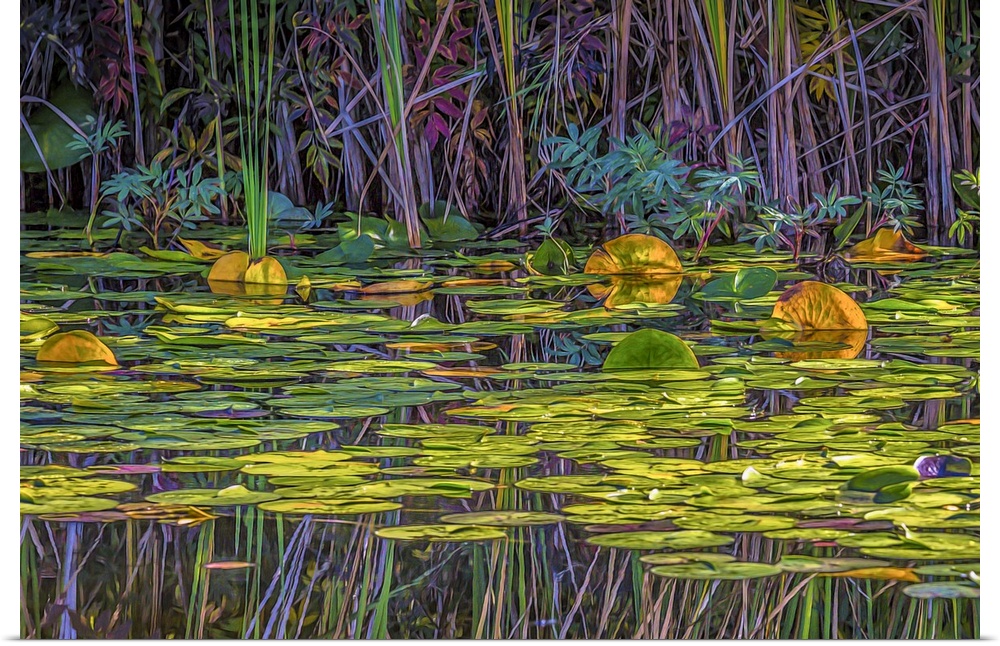 A colorful painterly scene of a marsh with lily pads.