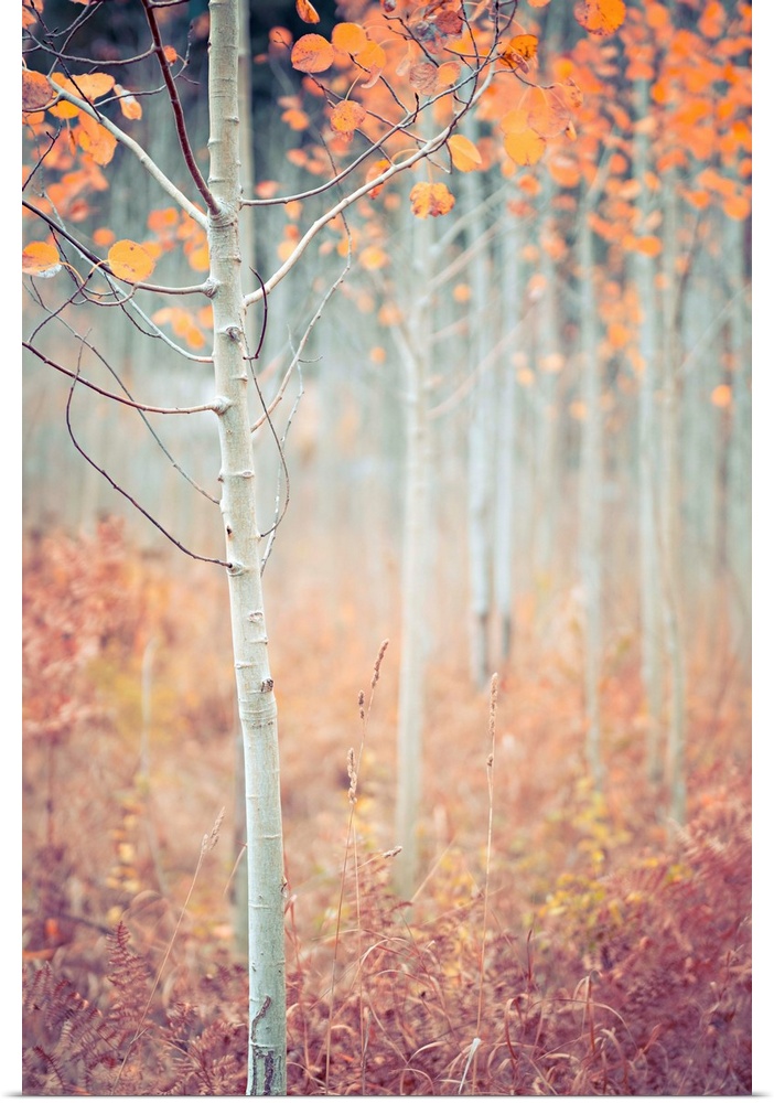 Warm photograph of a skinny tree with orange leaves and a shallow depth of field.