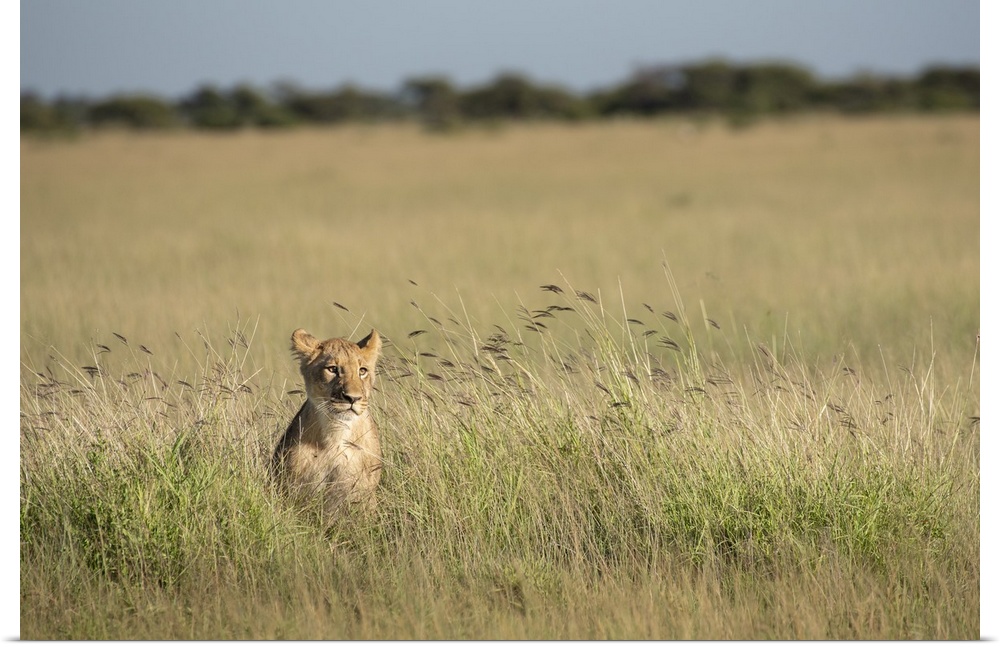 Lion cub peers through the long grass.