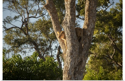 Lioness Up A Tree