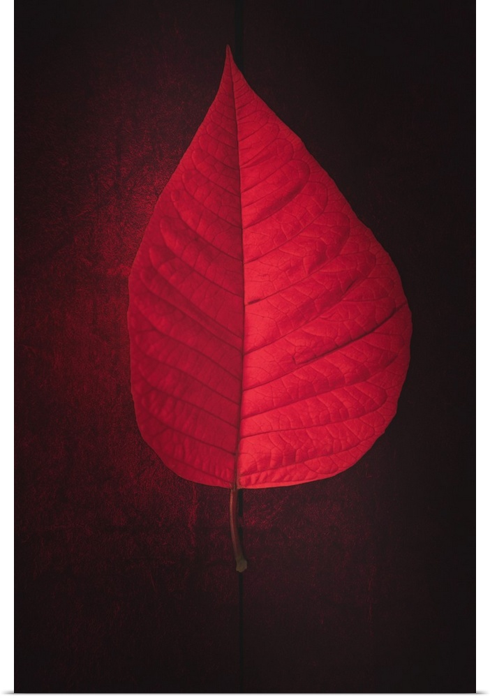 Photograph of a bright red leaf on a dark red ground with a dotted black line lining up perfectly with the stem.