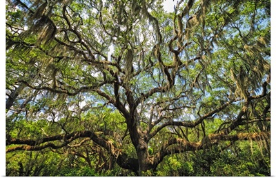 Live Oak Tree Canopy with Spanish Moss in Charleston
