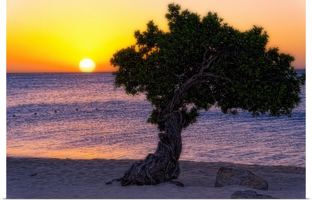Fine art photo of a single tree on a sandy beach at sunset.