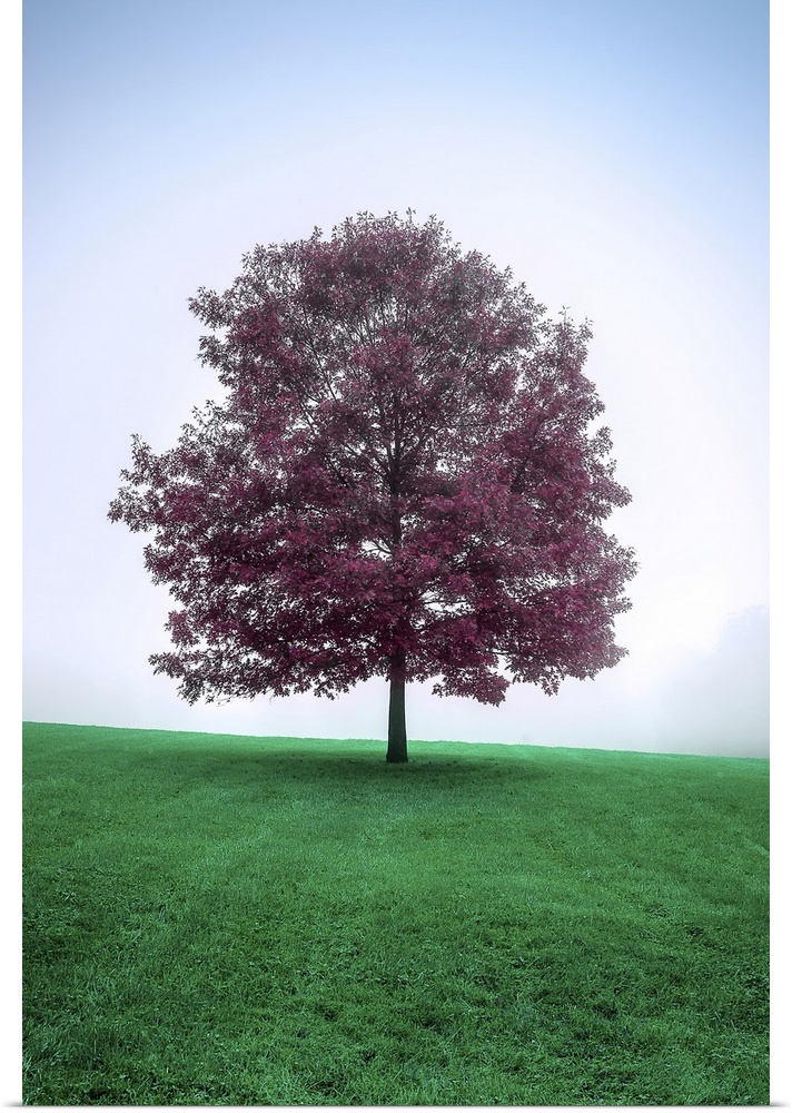 A surreal image of a lone tree with dark rich magenta leaves breaking the smoothly gradated soft pastel sky and solid gree...
