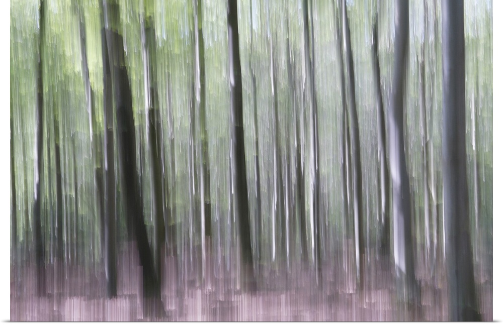 Artistically blurred photo. Old forest Dover Plantage in North Jutland, Denmark, on a sunny day. The beech trees long for ...