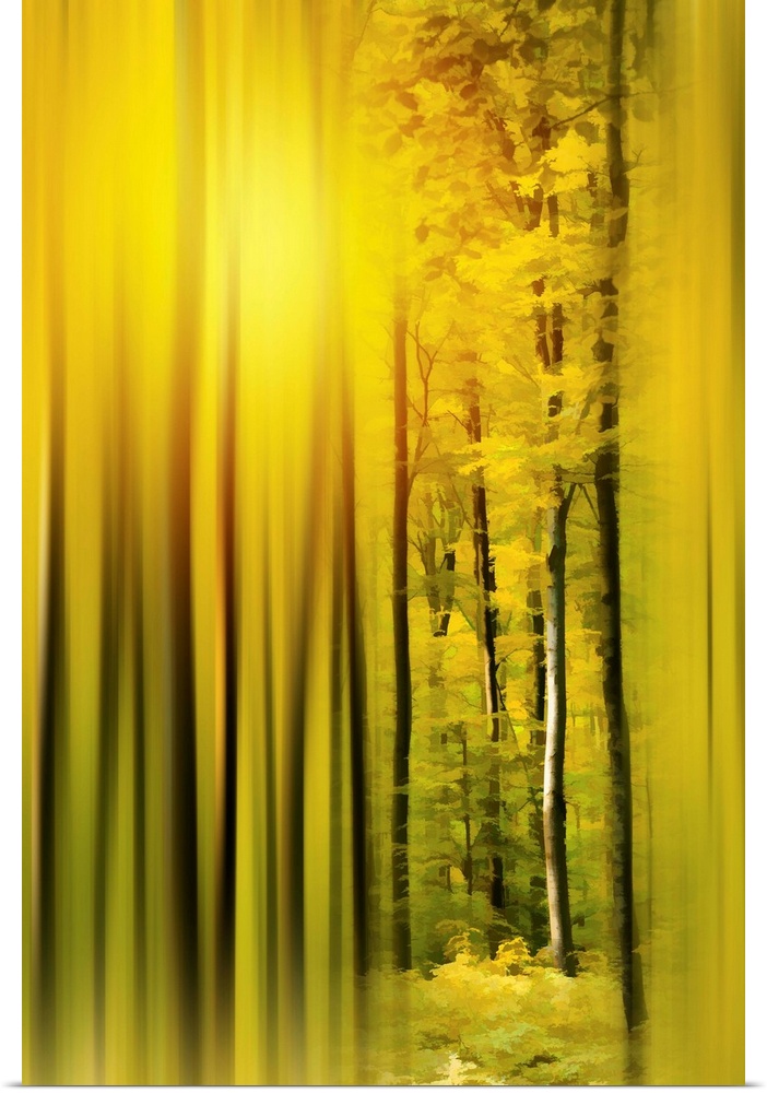 Photograph of a golden lit forest with trees in focus on the middle right and a blurred surrounding.