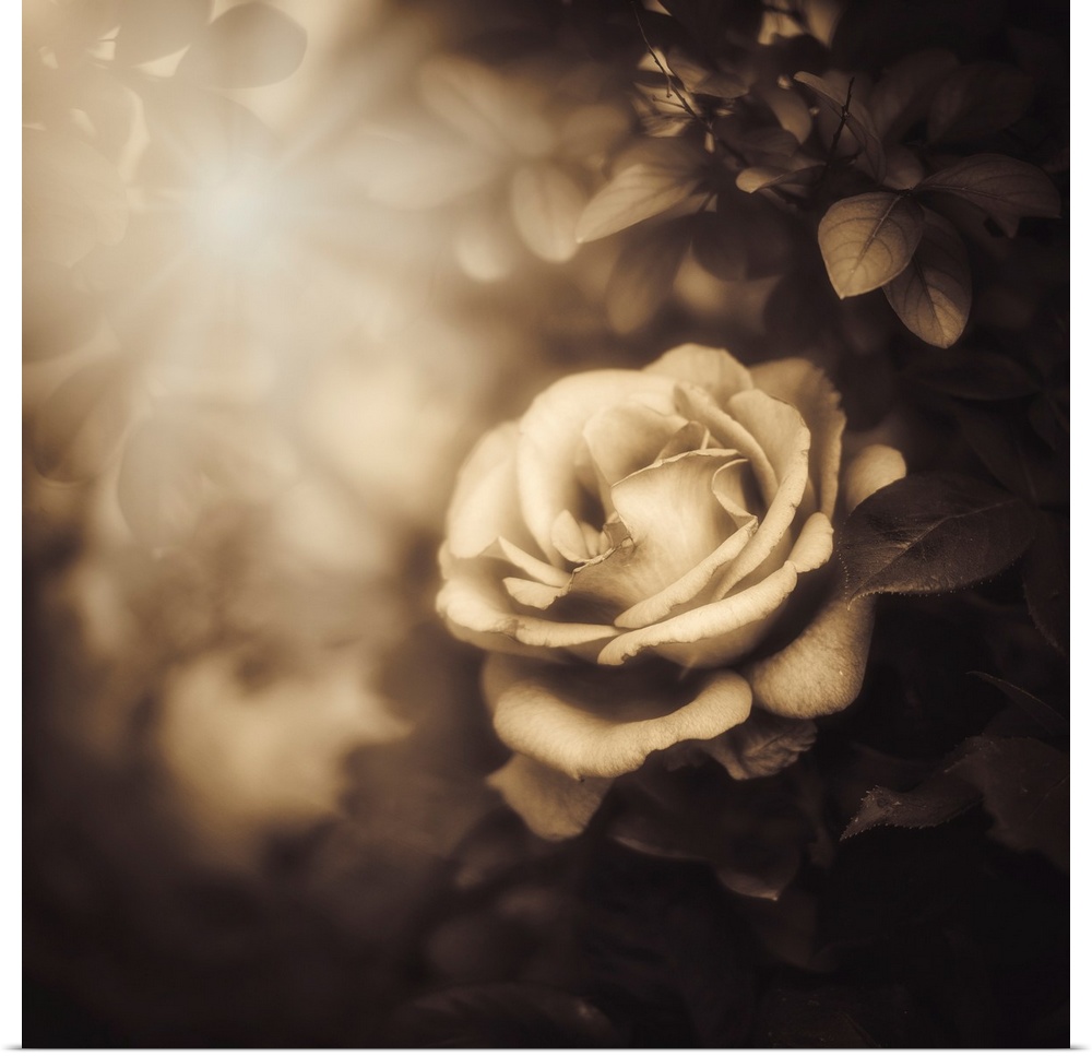 Rose lit by the sun with a sepia vintage processing