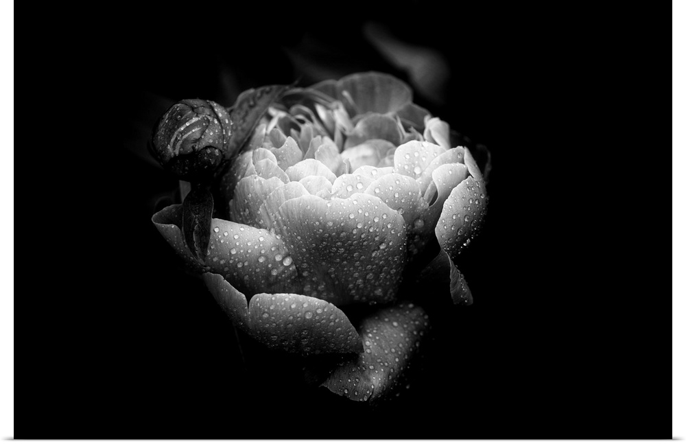 Closeup black and white photograph of a rose covered in water droplets.