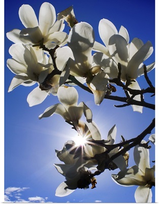Magnolia Sun