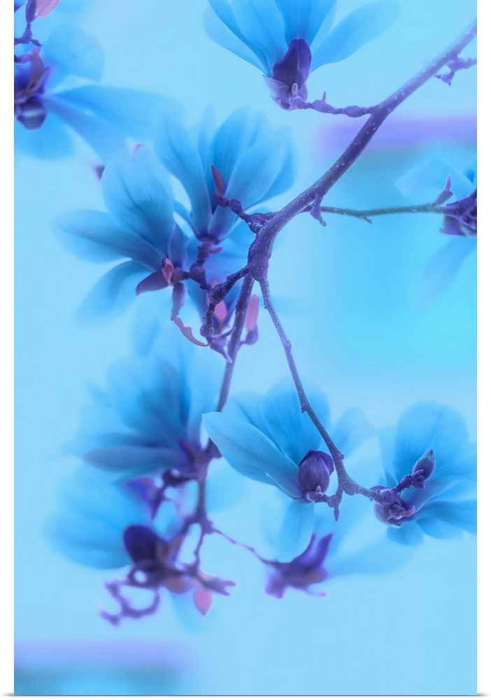 Photo of magnolias with a blue filter