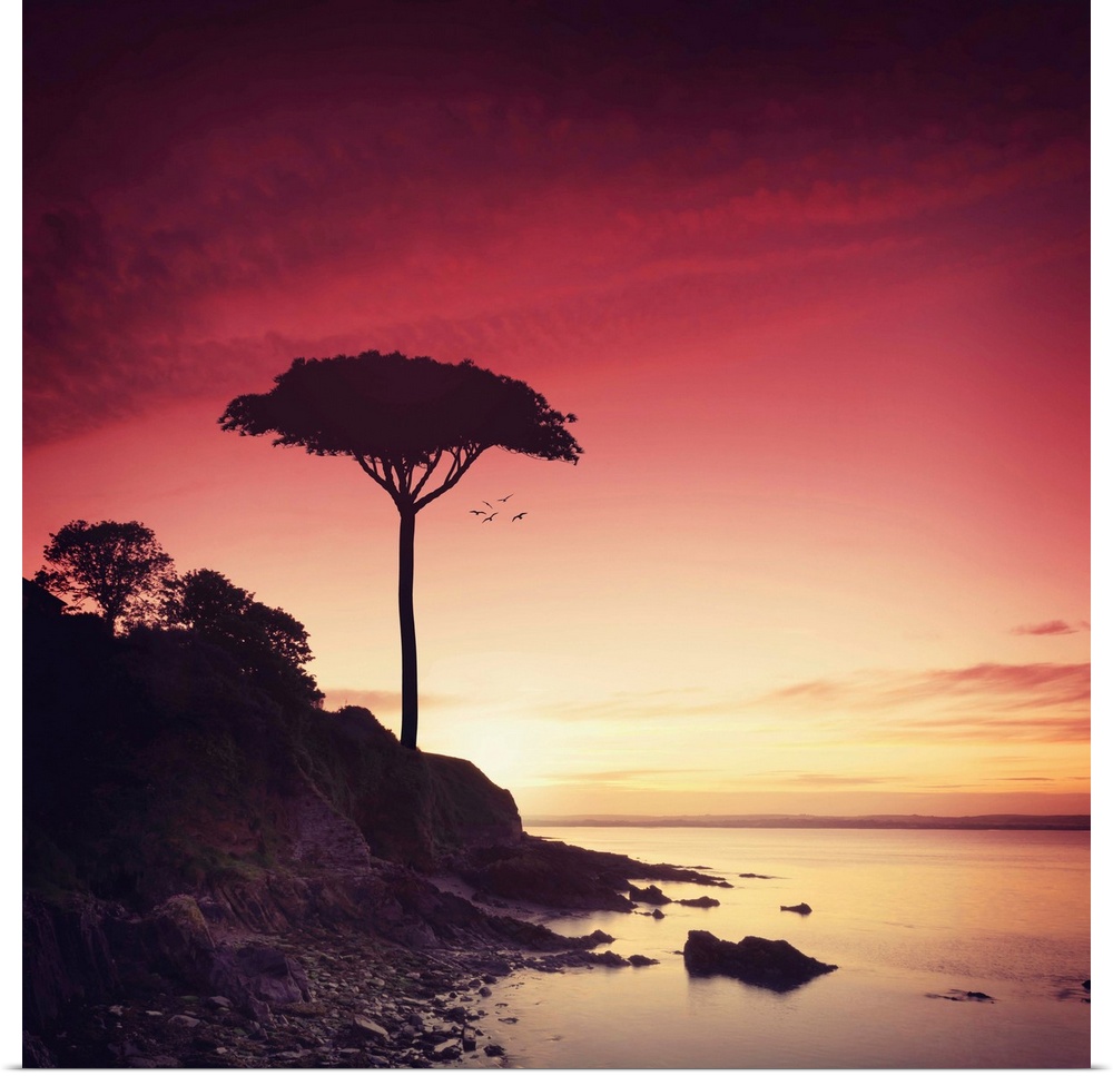 Photograph of a silhouetted lone tree on a rocky shoreline at sunset.