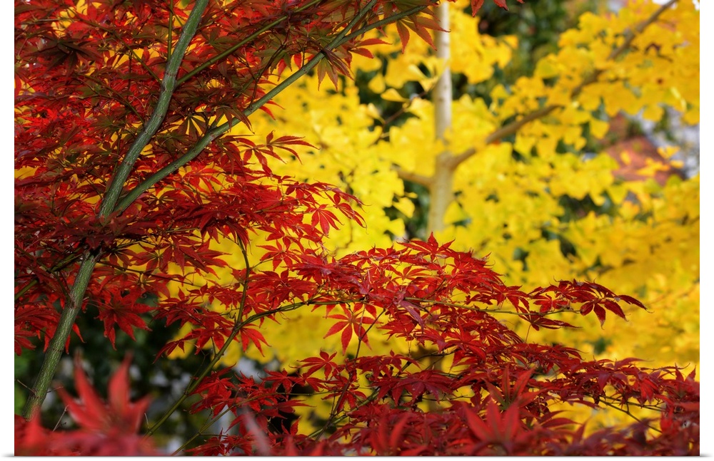 Red maple in front of a yellow ginkgo