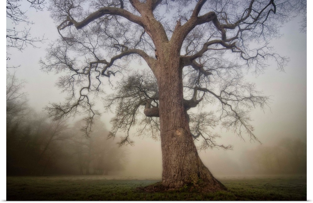 Docor wall art for the home or office an ancient tree stands alone in a misty field in this landscape photograph.