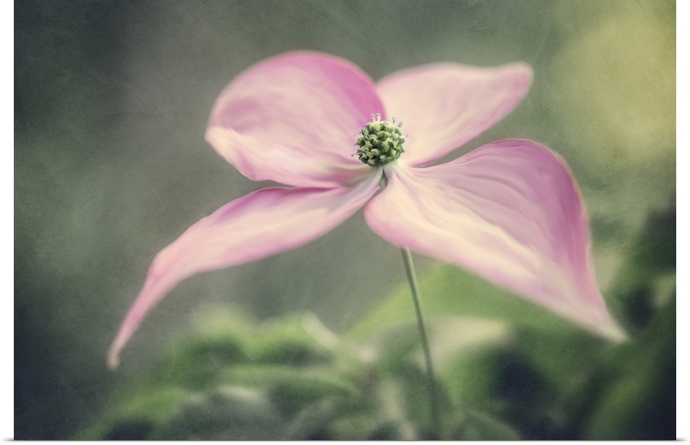 A painterly feel applied to a dainty Magnolia flower.