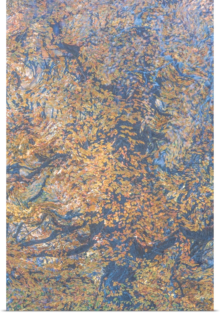 Conceptual photograph of oak leaves and branches swirling together as if they were in water.