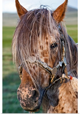 Mongolian Ponies I
