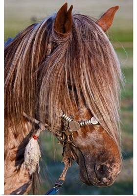 Mongolian Ponies II