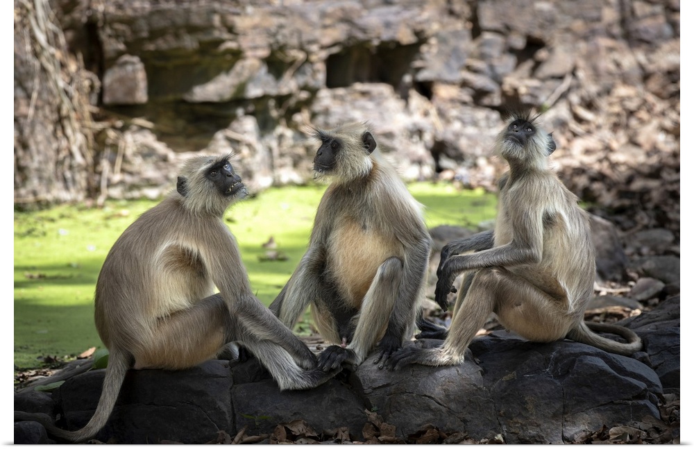 Three langurs cool off in the shade next to a pool in the forest.