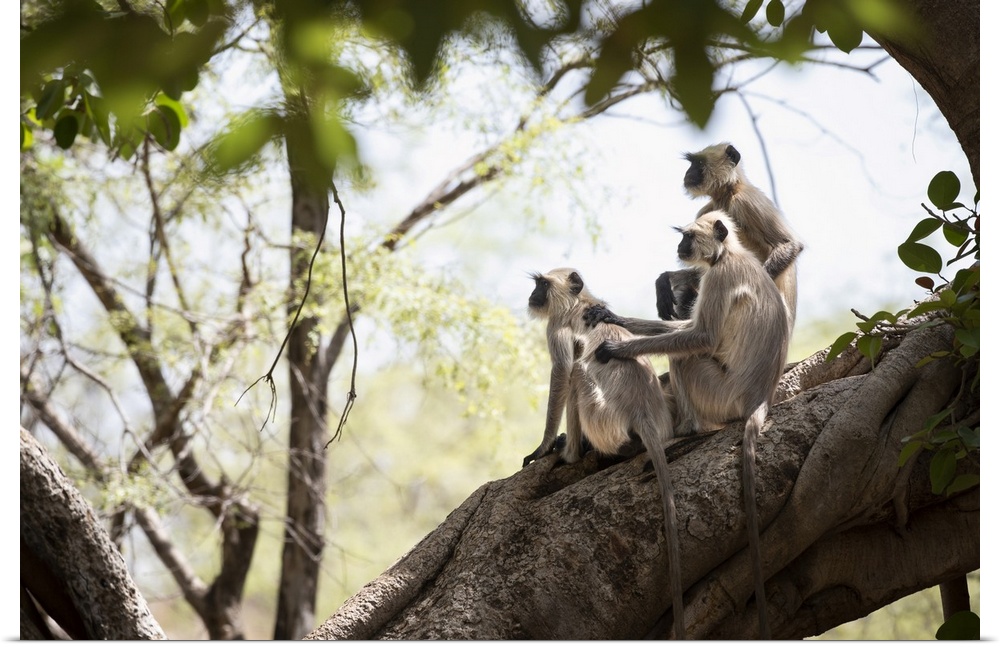 Langur monkeys look out into the forest from a high vantage point.
