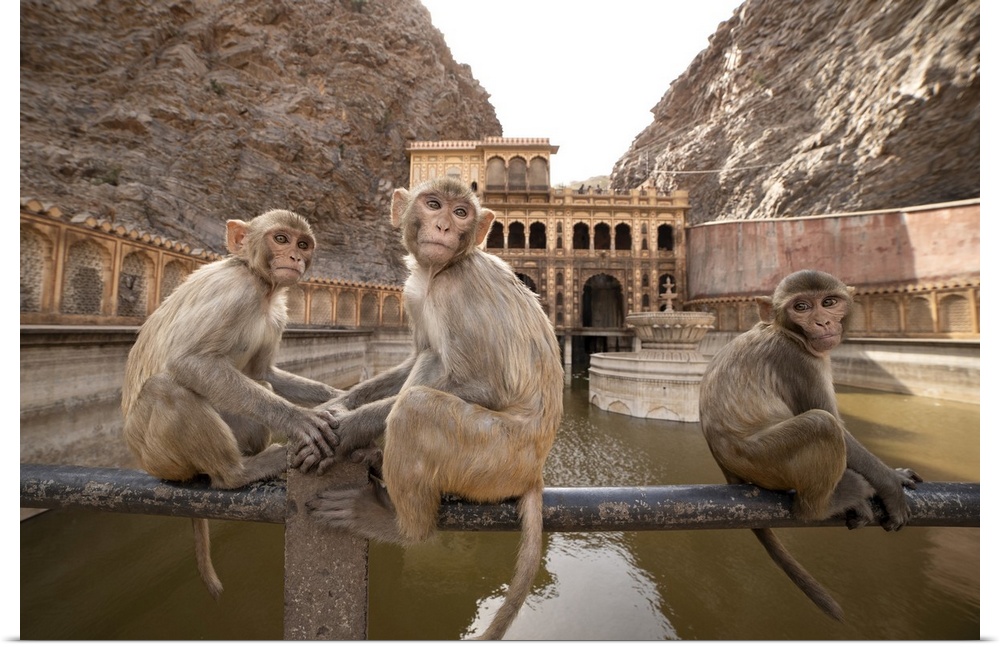 Monkeys at Galtaji, India.