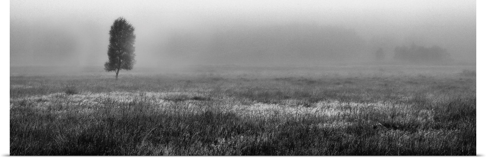 A panoramic moonochrome black and white misty scottish landscape of a moorland with a lone tree in autumn.