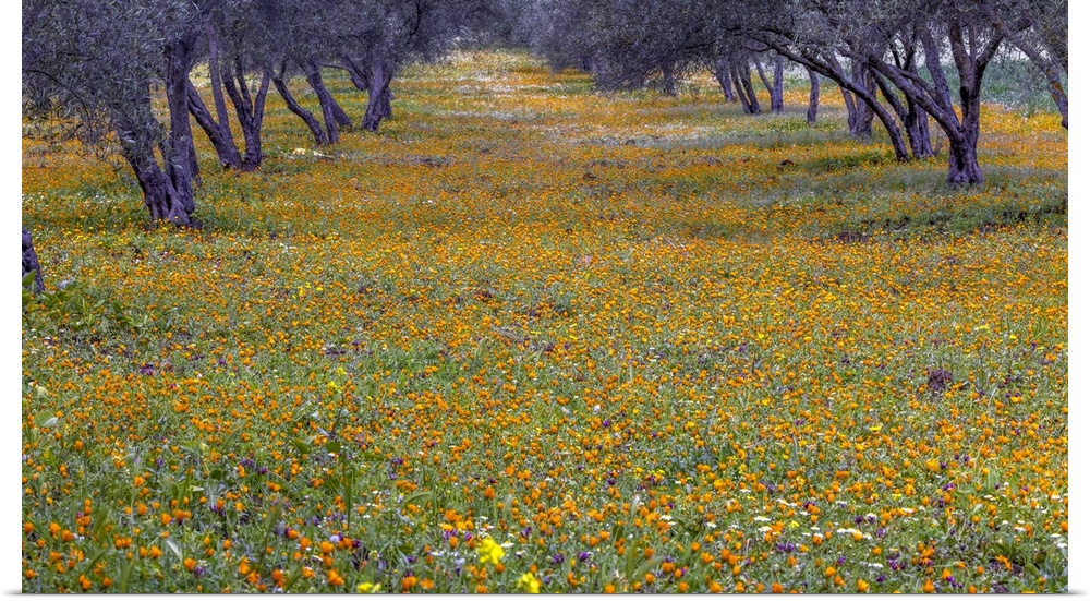 Spring landscape in olive grove, Morocco.