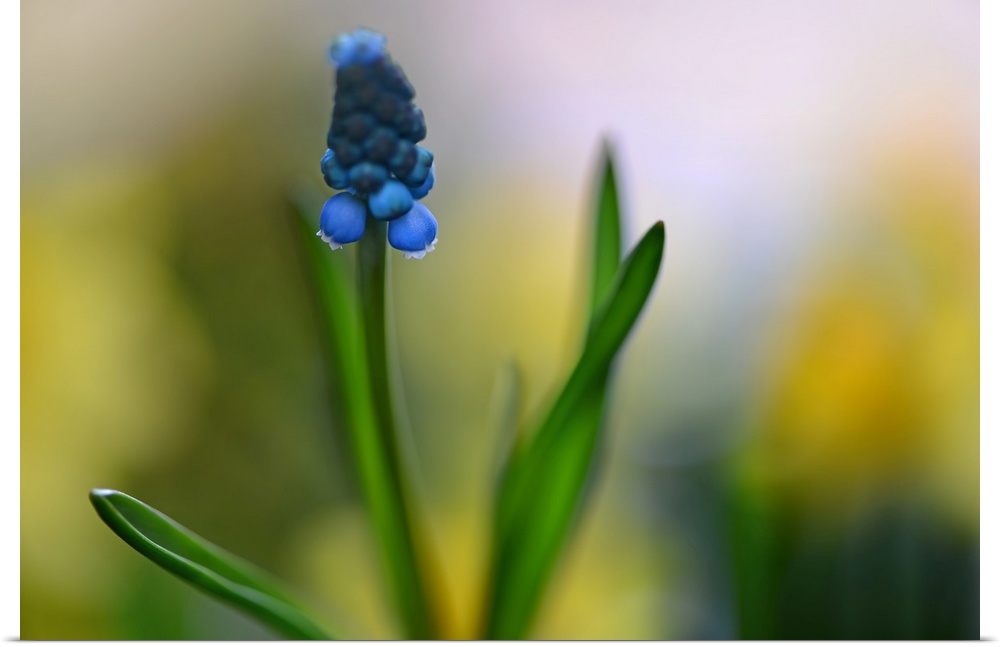Close-up photograph of a Muscari with a shallow depth of field.