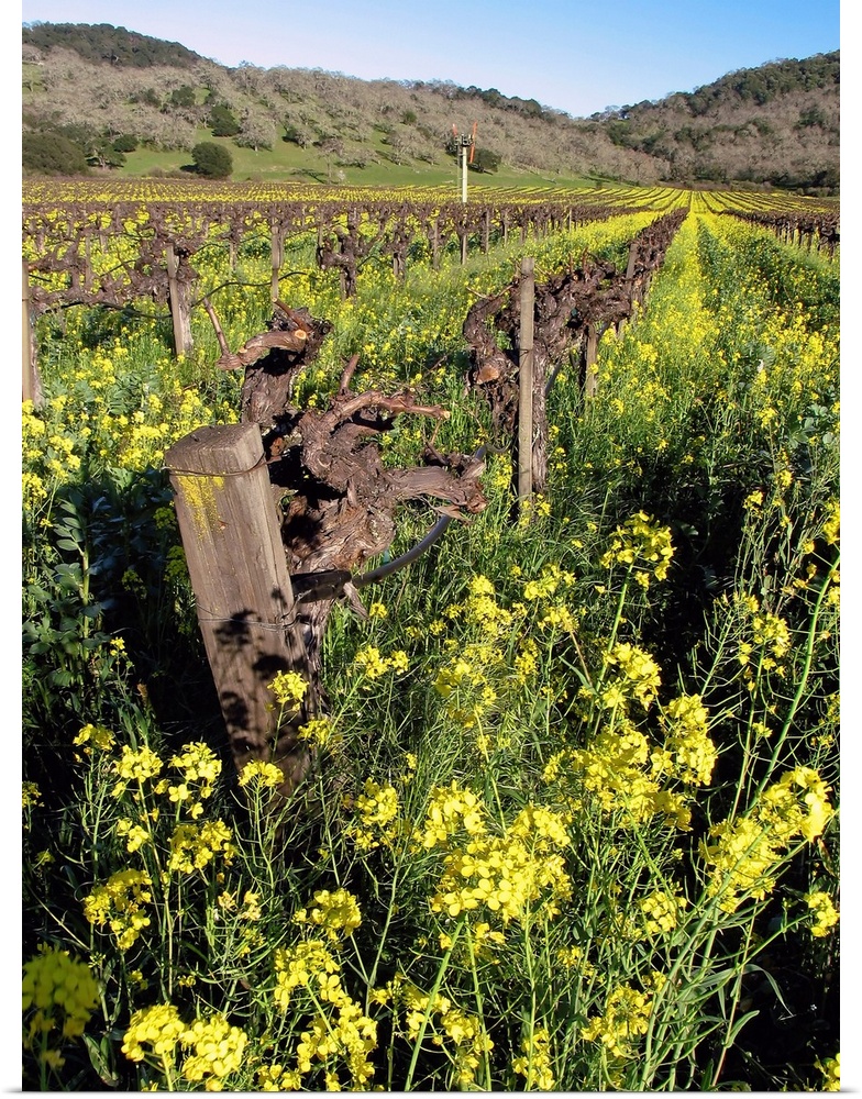 Blooming Yellow Mustard, Napa Valley, California