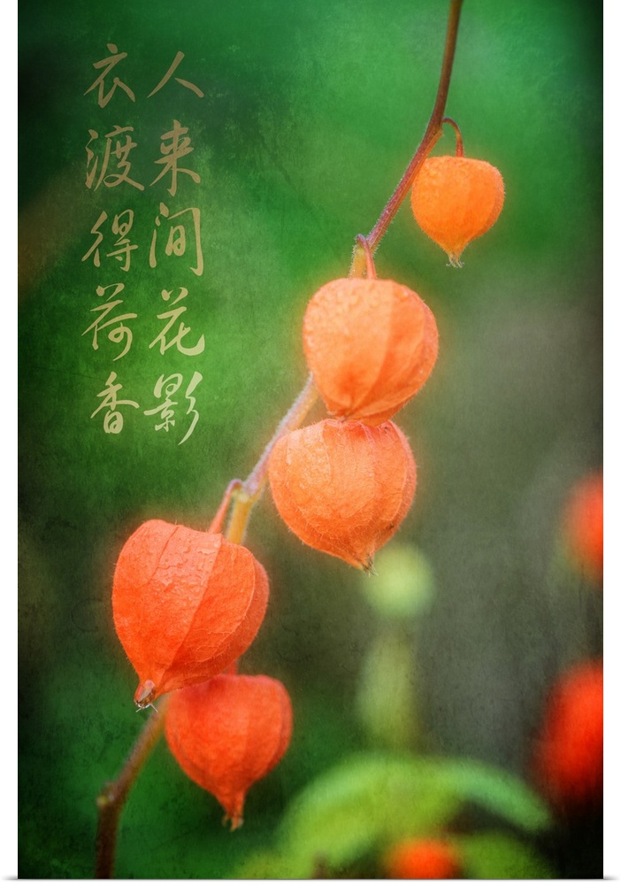 Orange Chinese Lantern fruit on a branch, with Chinese calligraphy.
