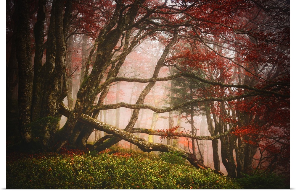Mossy branches criss-crossing in a foggy forest with red leaves.