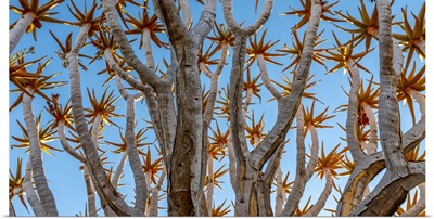 Namibia, Quiver Tree (Kokerboom