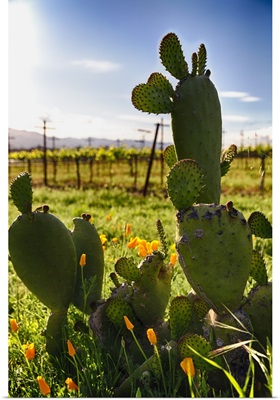 Napa Valley Cactus II