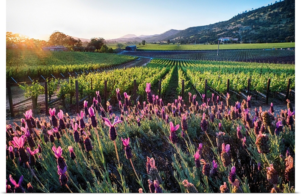 Row of grapevines and pink flowers, Napa Valley, California.