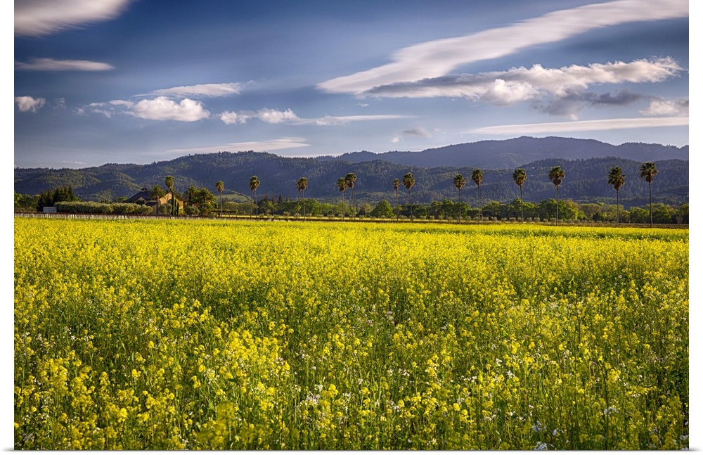 Napa Valley Spring Vista with Blooming Yellow Mustard and Palm Tress