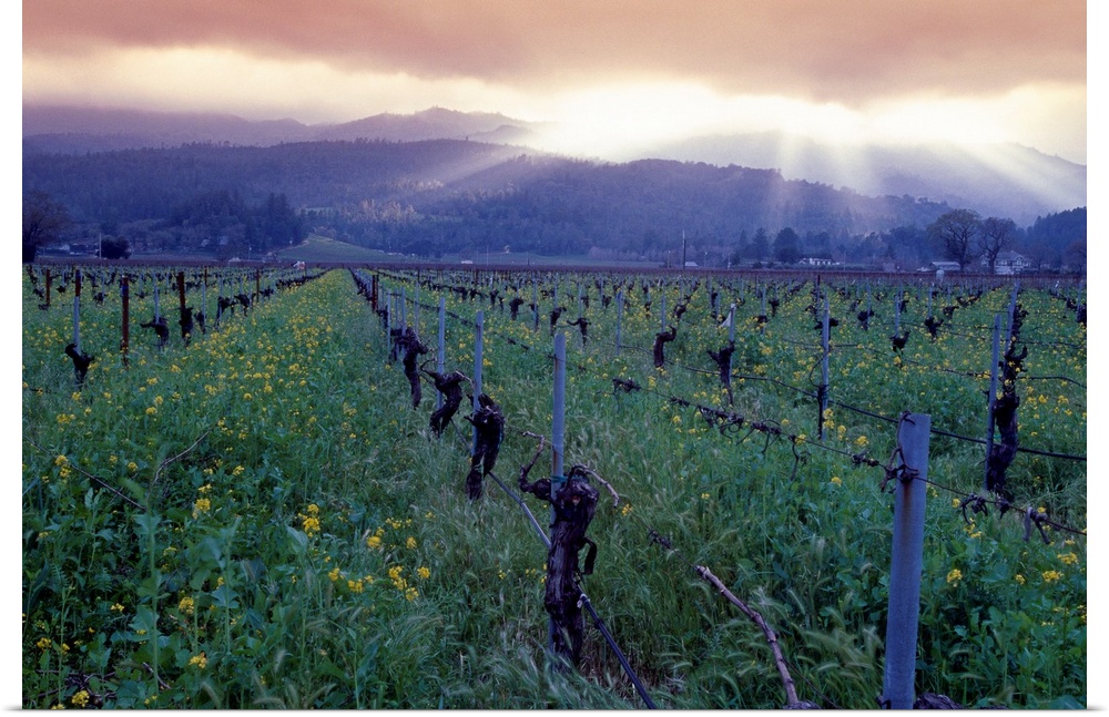 Large photo print of a vineyard with rolling mountains in the background and sun shining through dense clouds.