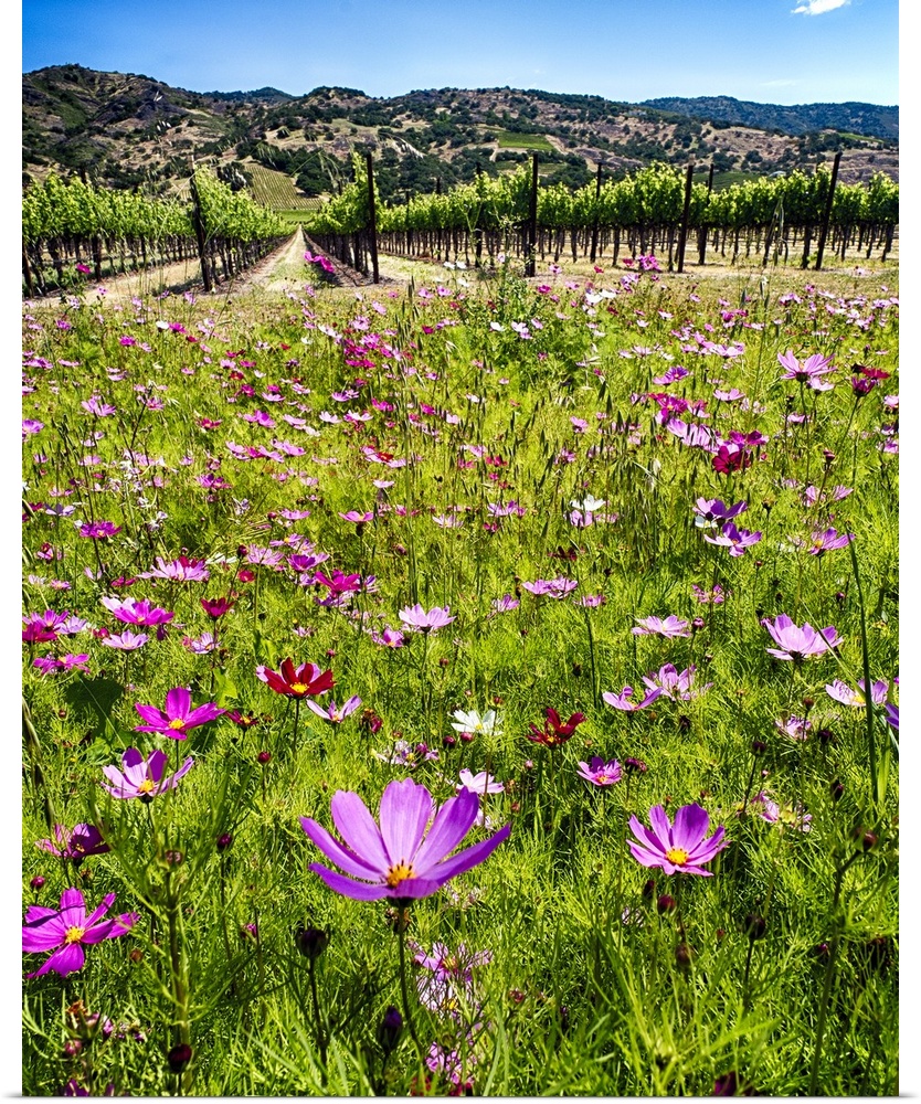 Spring Wildflowers and Row of Grapevines, Napa Valley, California
