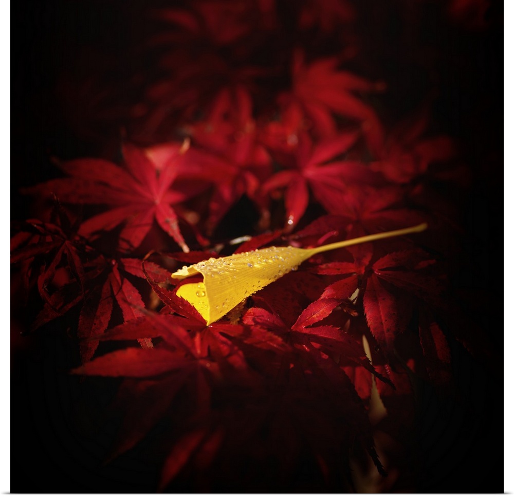 Fine art photograph of a single yellow ginkgo leaf on a bed of red maple leaves.