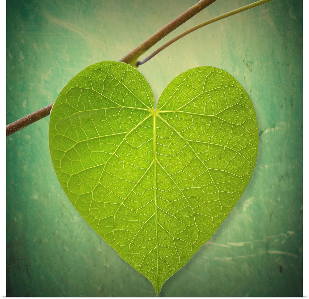 This decorative accent is a photograph of single leaf shaped like a heart on a twig against an out of focus and textured b...