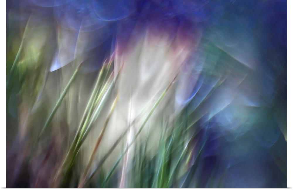 Close up abstract photography of blurry stems of grass.
