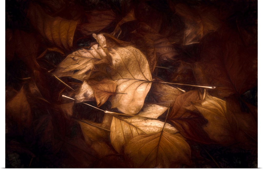 Photo Expressionism - Fallen leaves on the ground in autumn.