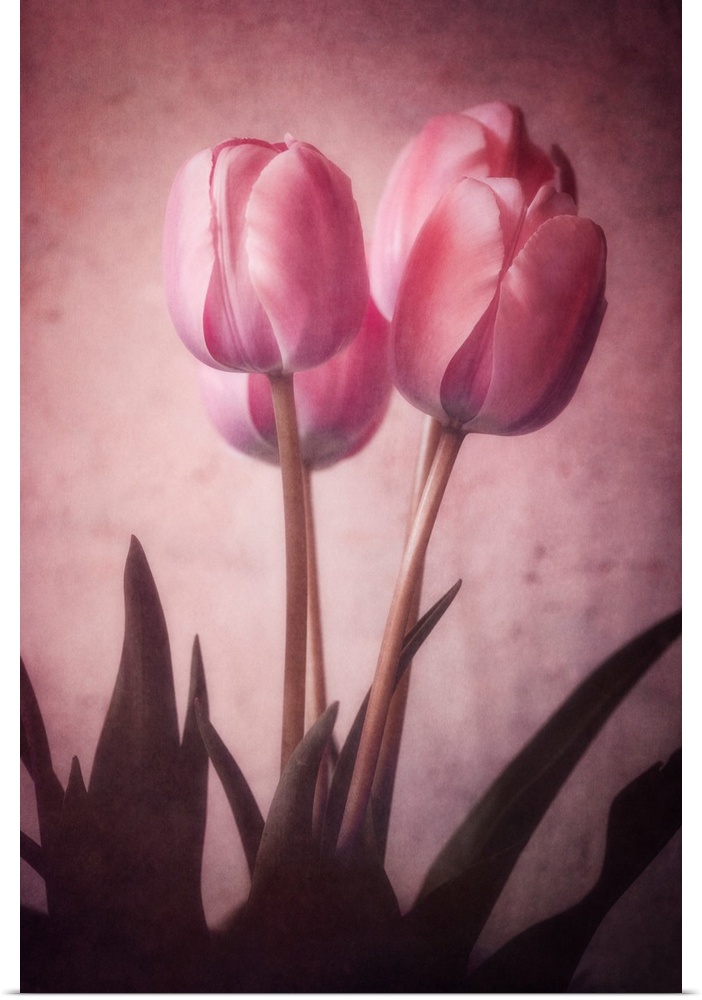 Tulips close-up with a photo texture