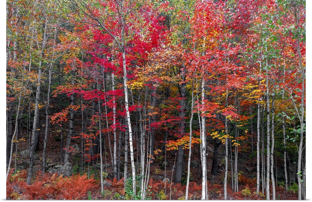 New England is a beautiful place during the fall foliage. It is a color palette from green to deep red to yellow and orang...