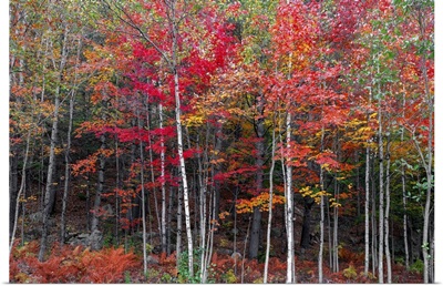 New England Autumn