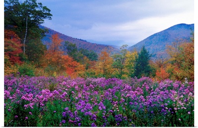New Hampshire Meadow