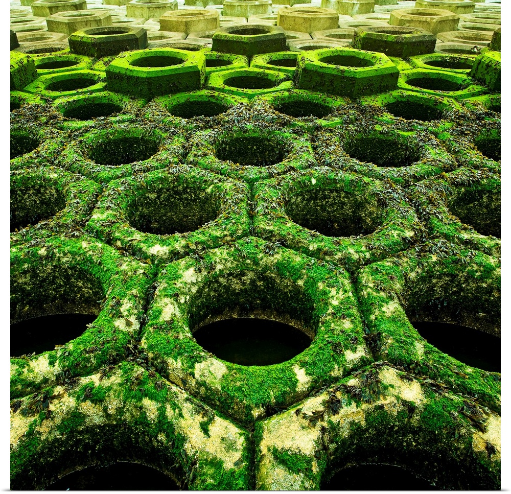 A dramatic abstract of vivid green seaweed covered tessalated concrete coastal installations in hexagon patterns.