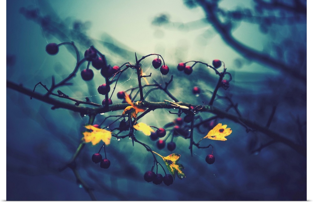 Close-up of berries in autumn in a blue atmosphere